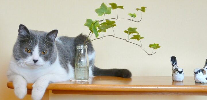 猫の嫌いな植物!危険な植物と安全な植物 5 e78cabe381aee5ab8ce38184e381aae6a48de789a9efbc81e58db1e999bae381aae6a48de789a9e381a8e5ae89e585a8e381aae6a48de789a9