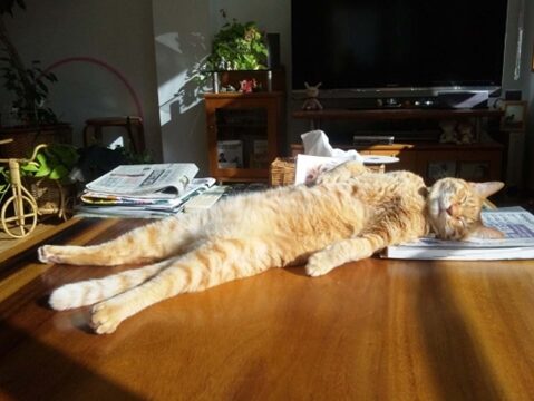 猫の寝相がすごい!おもしろ可愛い寝姿をご紹介 1 e78cabe381aee5af9de79bb8e3818ce38199e38194e38184efbc81e3818ae38282e38197e3828de58fafe6849be38184e5af9de5a7bfe38292e38194e7b4b9e4bb8b
