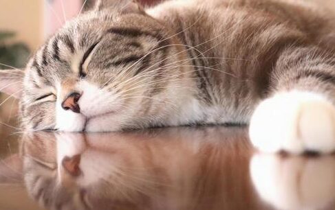猫の寝顔が可愛い!癒やされる猫の寝顔画像集 1 e78cabe381aee5af9de9a194e3818ce58fafe6849be38184efbc81e79992e38284e38195e3828ce3828be78cabe381aee5af9de9a194e794bbe5838fe99b86
