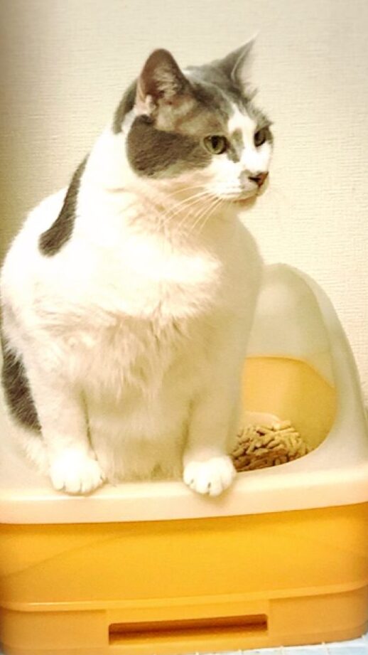 猫の尿が出ない時の応急処置: すぐできる対処法 8 e78cabe381aee5b0bfe3818ce587bae381aae38184e69982e381aee5bf9ce680a5e587a6e7bdae e38199e38190e381a7e3818de3828be5afbee587a6e6b395