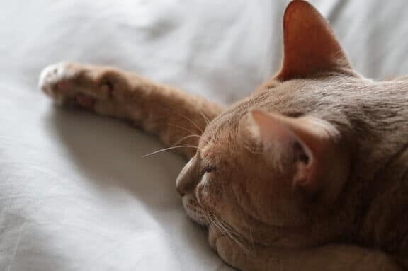 猫の尿毒症は苦しい?症状と原因、治療法について解説 1 e78cabe381aee5b0bfe6af92e79787e381afe88ba6e38197e38184efbc9fe79787e78ab6e381a8e58e9fe59ba0e38081e6b2bbe79982e6b395e381abe381a4e38184