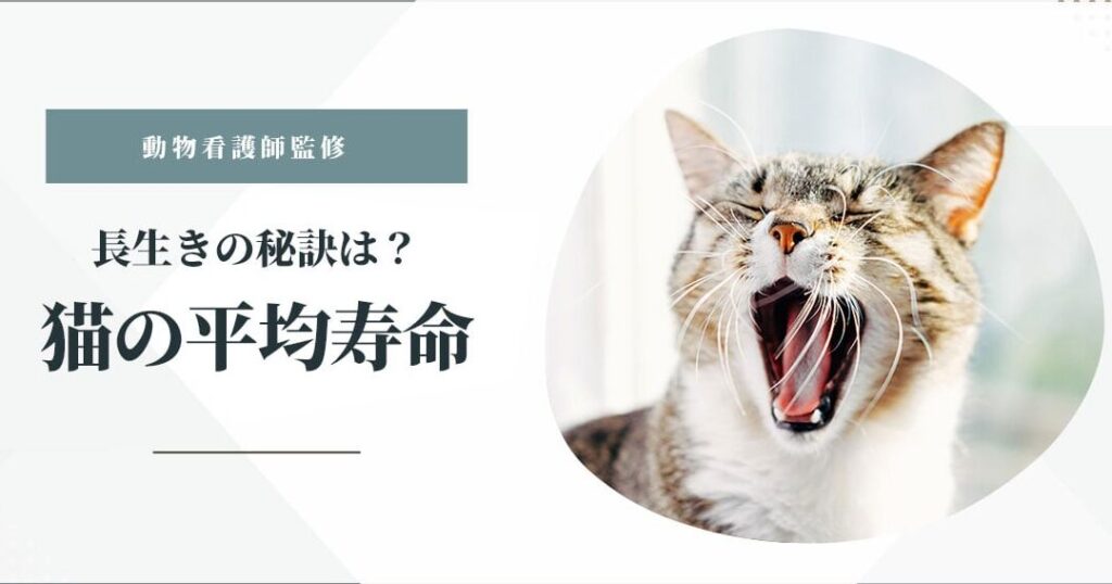 猫の平均寿命は?長生きの秘訣を紹介 5 e78cabe381aee5b9b3e59d87e5afbfe591bde381afefbc9fe995b7e7949fe3818de381aee7a798e8a8a3e38292e7b4b9e4bb8b
