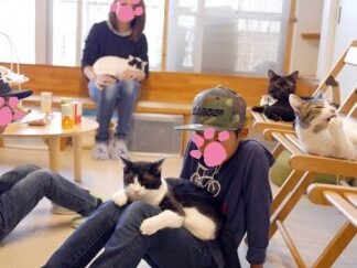 猫の幼稚園とは?メリットと料金、選び方のポイント 3 e78cabe381aee5b9bce7a89ae59c92e381a8e381afefbc9fe383a1e383aae38383e38388e381a8e69699e98791e38081e981b8e381b3e696b9e381aee3839de382a4