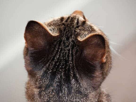 猫の後頭部が可愛い!猫の後頭部の魅力 1 e78cabe381aee5be8ce9a0ade983a8e3818ce58fafe6849be38184efbc81e78cabe381aee5be8ce9a0ade983a8e381aee9ad85e58a9b