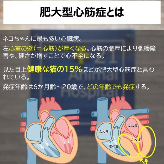 猫の心臓肥大とは?症状と原因、治療法について解説 1 e78cabe381aee5bf83e88793e882a5e5a4a7e381a8e381afefbc9fe79787e78ab6e381a8e58e9fe59ba0e38081e6b2bbe79982e6b395e381abe381a4e38184e381a6