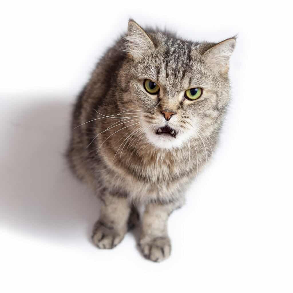 猫の怒り顔!怒っている猫の見分け方 1 e78cabe381aee68092e3828ae9a194efbc81e68092e381a3e381a6e38184e3828be78cabe381aee8a68be58886e38191e696b9