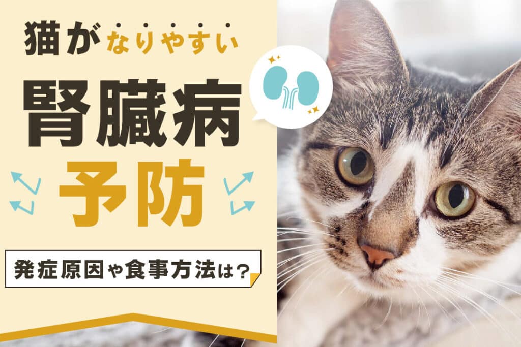 猫の慢性腎不全の症状と治療、食事管理 5 e78cabe381aee685a2e680a7e8858ee4b88de585a8e381aee79787e78ab6e381a8e6b2bbe79982e38081e9a39fe4ba8be7aea1e79086