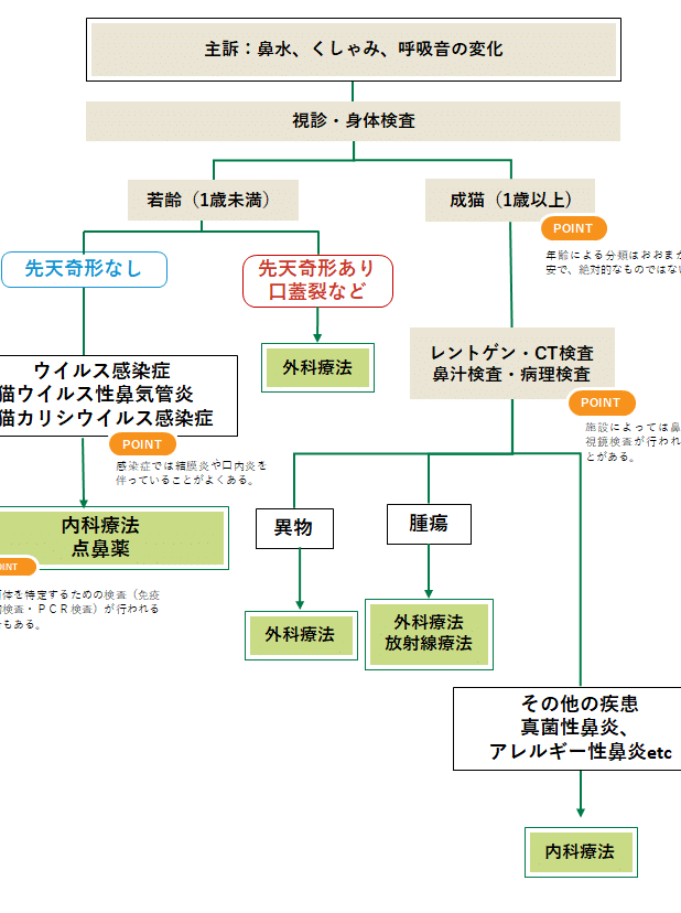 猫の慢性鼻炎!症状と原因、治療法について解説 1 e78cabe381aee685a2e680a7e9bcbbe7828eefbc81e79787e78ab6e381a8e58e9fe59ba0e38081e6b2bbe79982e6b395e381abe381a4e38184e381a6e8a7a3e8aaac