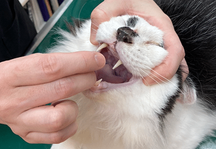 猫の投薬補助!薬を飲ませるコツと注意点 1 e78cabe381aee68a95e896ace8a39ce58aa9efbc81e896ace38292e9a3b2e381bee3819be3828be382b3e38384e381a8e6b3a8e6848fe782b9