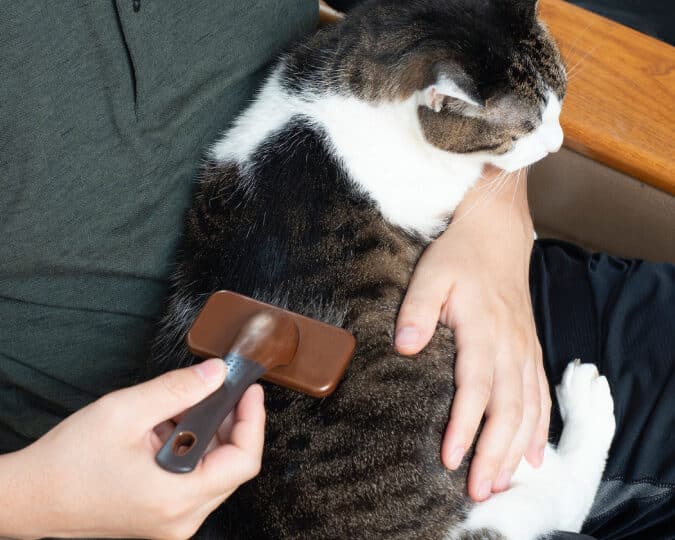 猫の抜け毛は一年中?換毛期以外の抜け毛の原因 1 e78cabe381aee68a9ce38191e6af9be381afe4b880e5b9b4e4b8adefbc9fe68f9be6af9be69c9fe4bba5e5a496e381aee68a9ce38191e6af9be381aee58e9fe59ba0