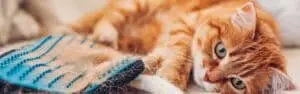 猫の抜け毛対策:ブラッシング、掃除、食事のポイント 5 猫の抜け毛対策:ブラッシング、掃除、食事のポイント