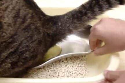猫の採尿方法!自宅でできる採尿のコツと注意点 1 e78cabe381aee68ea1e5b0bfe696b9e6b395efbc81e887aae5ae85e381a7e381a7e3818de3828be68ea1e5b0bfe381aee382b3e38384e381a8e6b3a8e6848fe782b9