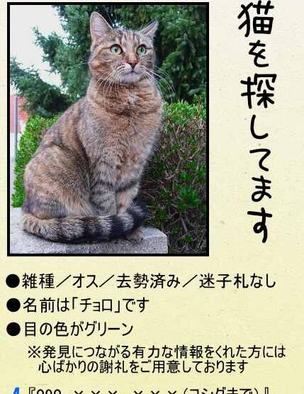 猫の探し方!迷子猫を見つけ出すための方法 1 e78cabe381aee68ea2e38197e696b9efbc81e8bfb7e5ad90e78cabe38292e8a68be381a4e38191e587bae38199e3819fe38281e381aee696b9e6b395