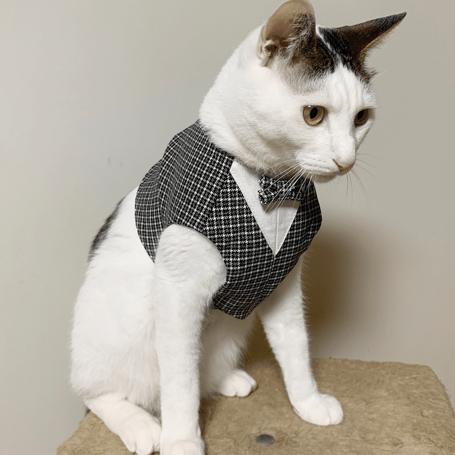 猫の服の作り方!型紙を使った簡単な作り方 5 e78cabe381aee69c8de381aee4bd9ce3828ae696b9efbc81e59e8be7b499e38292e4bdbfe381a3e3819fe7b0a1e58d98e381aae4bd9ce3828ae696b9