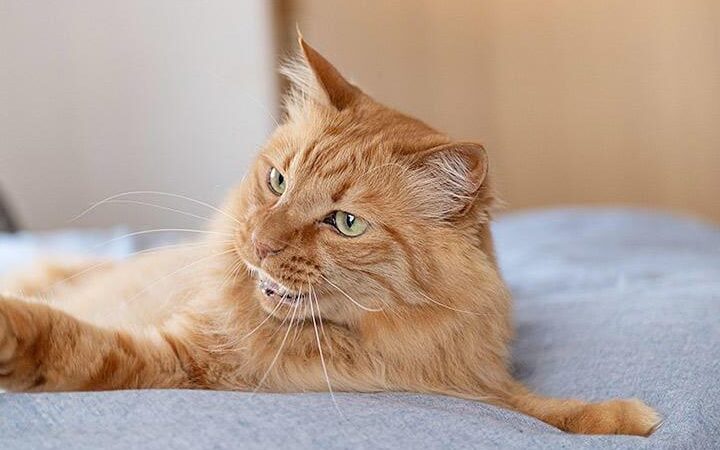 猫の様子がおかしい!そわそわする原因と対処法 5 e78cabe381aee6a798e5ad90e3818ce3818ae3818be38197e38184efbc81e3819de3828fe3819de3828fe38199e3828be58e9fe59ba0e381a8e5afbee587a6e6b395