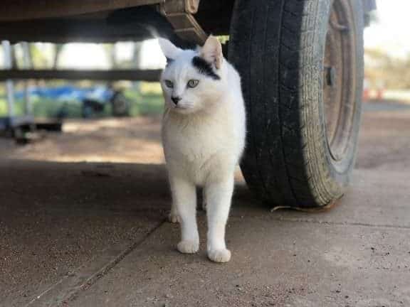 猫の歩き方がおかしい!考えられる原因と対処法 5 e78cabe381aee6ada9e3818de696b9e3818ce3818ae3818be38197e38184efbc81e88083e38188e38289e3828ce3828be58e9fe59ba0e381a8e5afbee587a6e6b395