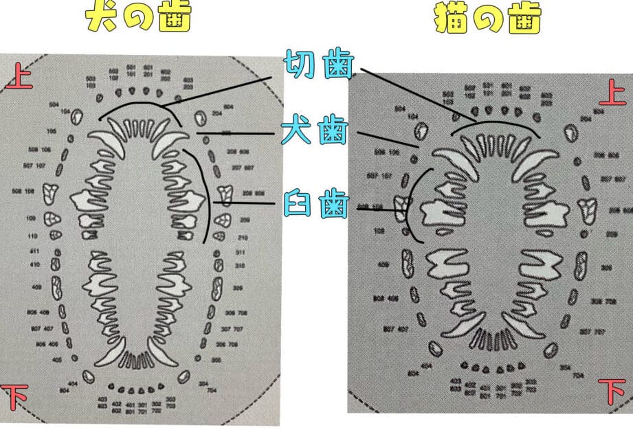 猫の歯式!歯の数と構造、歯の病気 5 e78cabe381aee6adafe5bc8fefbc81e6adafe381aee695b0e381a8e6a78be980a0e38081e6adafe381aee79785e6b097
