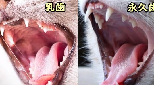猫の歯画像!健康な歯と病気の歯を見分ける 5 e78cabe381aee6adafe794bbe5838fefbc81e581a5e5bab7e381aae6adafe381a8e79785e6b097e381aee6adafe38292e8a68be58886e38191e3828b