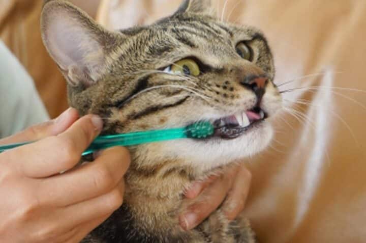 猫の歯磨き:方法と頻度、歯磨き粉の選び方 5 e78cabe381aee6adafe7a3a8e3818defbc9ae696b9e6b395e381a8e9a0bbe5baa6e38081e6adafe7a3a8e3818de7b289e381aee981b8e381b3e696b9