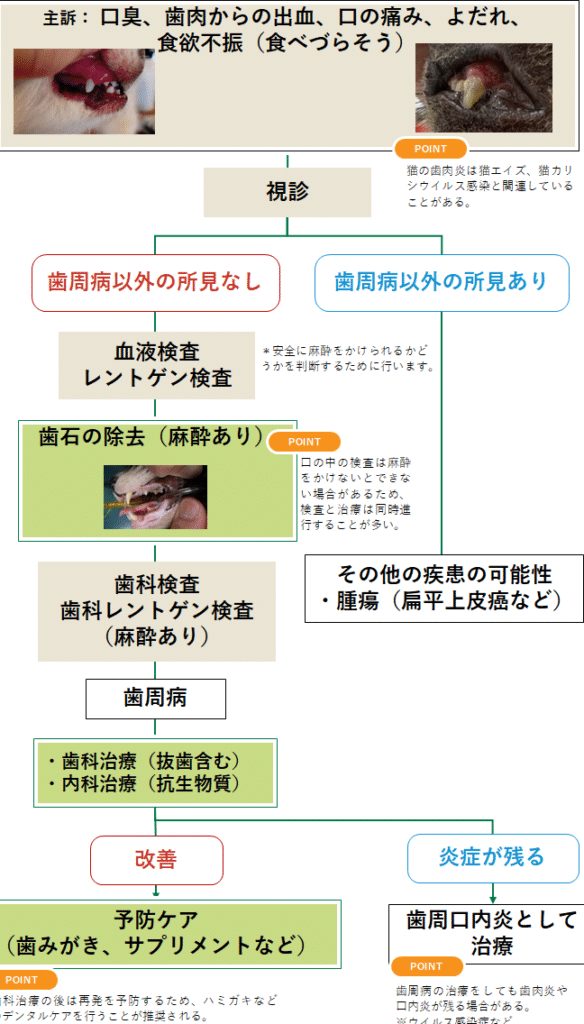 猫の歯肉炎: 原因と症状、予防と治療法 8 e78cabe381aee6adafe88289e7828e e58e9fe59ba0e381a8e79787e78ab6e38081e4ba88e998b2e381a8e6b2bbe79982e6b395