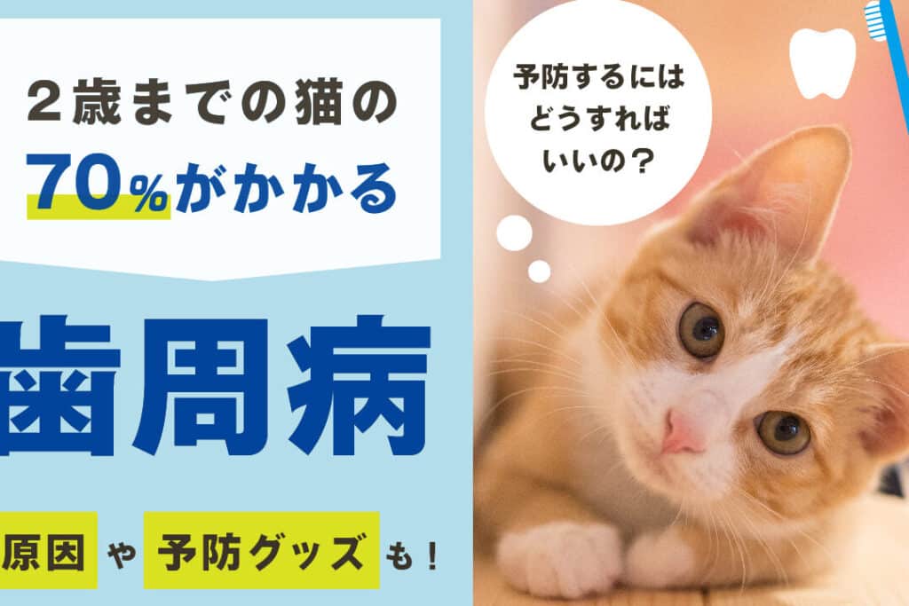 猫の歯肉炎の薬!症状と原因、治療法について解説 5 e78cabe381aee6adafe88289e7828ee381aee896acefbc81e79787e78ab6e381a8e58e9fe59ba0e38081e6b2bbe79982e6b395e381abe381a4e38184e381a6e8a7a3