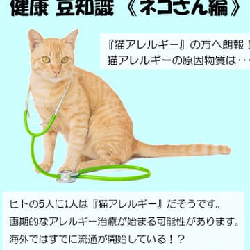猫の毛アレルギー!症状と原因、対策方法 5 e78cabe381aee6af9be382a2e383ace383abe382aee383bcefbc81e79787e78ab6e381a8e58e9fe59ba0e38081e5afbee7ad96e696b9e6b395