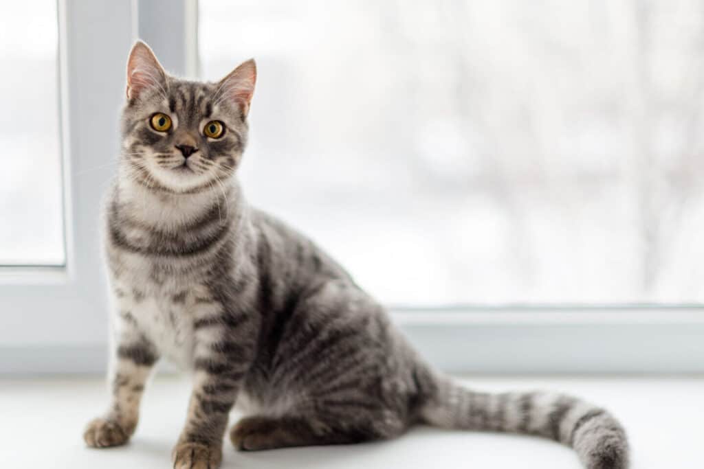 猫の毛並みがボサボサになる原因と対処法!病気の可能性も 5 e78cabe381aee6af9be4b8a6e381bfe3818ce3839ce382b5e3839ce382b5e381abe381aae3828be58e9fe59ba0e381a8e5afbee587a6e6b395efbc81e79785e6b097