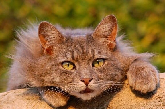 猫の毛並みの種類!長毛種や短毛種、毛質の違い 5 e78cabe381aee6af9be4b8a6e381bfe381aee7a8aee9a19eefbc81e995b7e6af9be7a8aee38284e79fade6af9be7a8aee38081e6af9be8b3aae381aee98195e38184