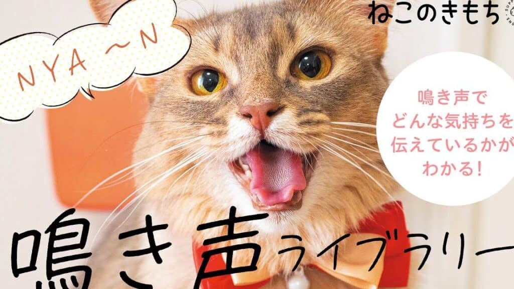 猫の気持ち!鳴き声でわかる猫の気持ち 5 e78cabe381aee6b097e68c81e381a1efbc81e9b3b4e3818de5a3b0e381a7e3828fe3818be3828be78cabe381aee6b097e68c81e381a1