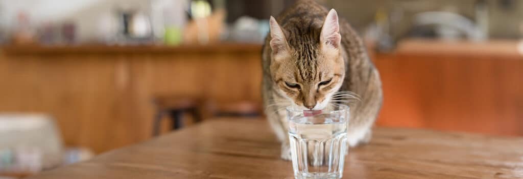 猫の水浄水器!猫に安全な水を与えるために 5 e78cabe381aee6b0b4e6b584e6b0b4e599a8efbc81e78cabe381abe5ae89e585a8e381aae6b0b4e38292e4b88ee38188e3828be3819fe38281e381ab