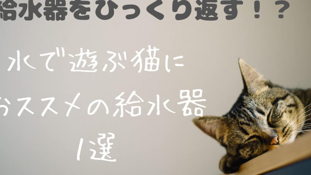 猫の水遊び!猫は水が好き?安全な水遊びの方法 5 e78cabe381aee6b0b4e9818ae381b3efbc81e78cabe381afe6b0b4e3818ce5a5bde3818defbc9fe5ae89e585a8e381aae6b0b4e9818ae381b3e381aee696b9e6b395