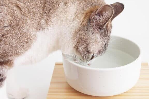 猫の水飲み: 適切な水の量と選び方 8 e78cabe381aee6b0b4e9a3b2e381bf e981a9e58887e381aae6b0b4e381aee9878fe381a8e981b8e381b3e696b9