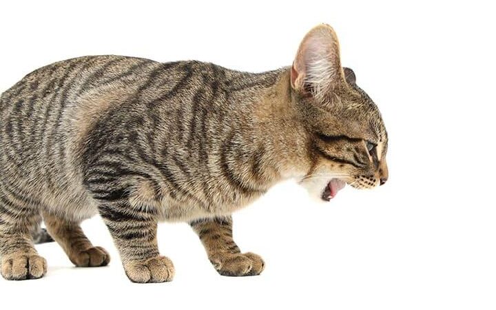猫の消化不良!原因と症状、治療法について解説 5 e78cabe381aee6b688e58c96e4b88de889afefbc81e58e9fe59ba0e381a8e79787e78ab6e38081e6b2bbe79982e6b395e381abe381a4e38184e381a6e8a7a3e8aaac