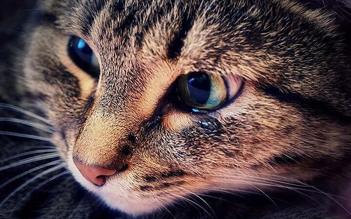 猫の涙目: 原因と対処法、病気の可能性は? 7 e78cabe381aee6b699e79bae e58e9fe59ba0e381a8e5afbee587a6e6b395e38081e79785e6b097e381aee58fafe883bde680a7e381afefbc9f