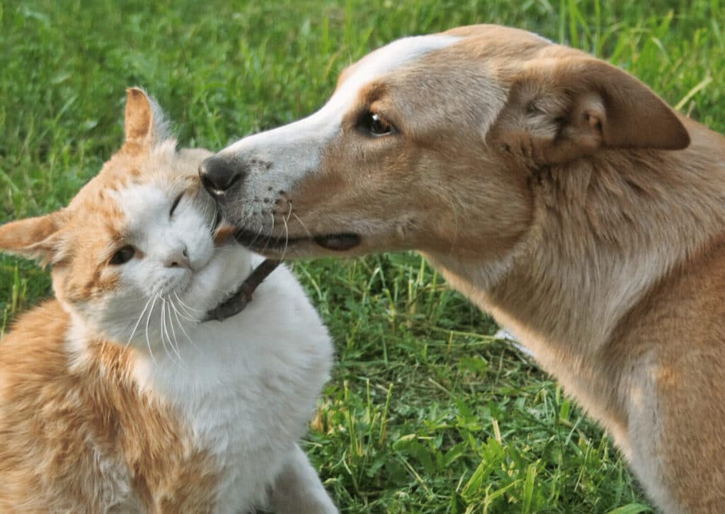猫の漢方薬!猫の病気に対する漢方治療 5 e78cabe381aee6bca2e696b9e896acefbc81e78cabe381aee79785e6b097e381abe5afbee38199e3828be6bca2e696b9e6b2bbe79982