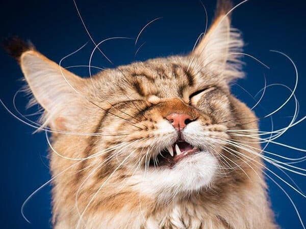 猫の点鼻薬!鼻詰まりの猫への使い方と注意点 5 e78cabe381aee782b9e9bcbbe896acefbc81e9bcbbe8a9b0e381bee3828ae381aee78cabe381b8e381aee4bdbfe38184e696b9e381a8e6b3a8e6848fe782b9