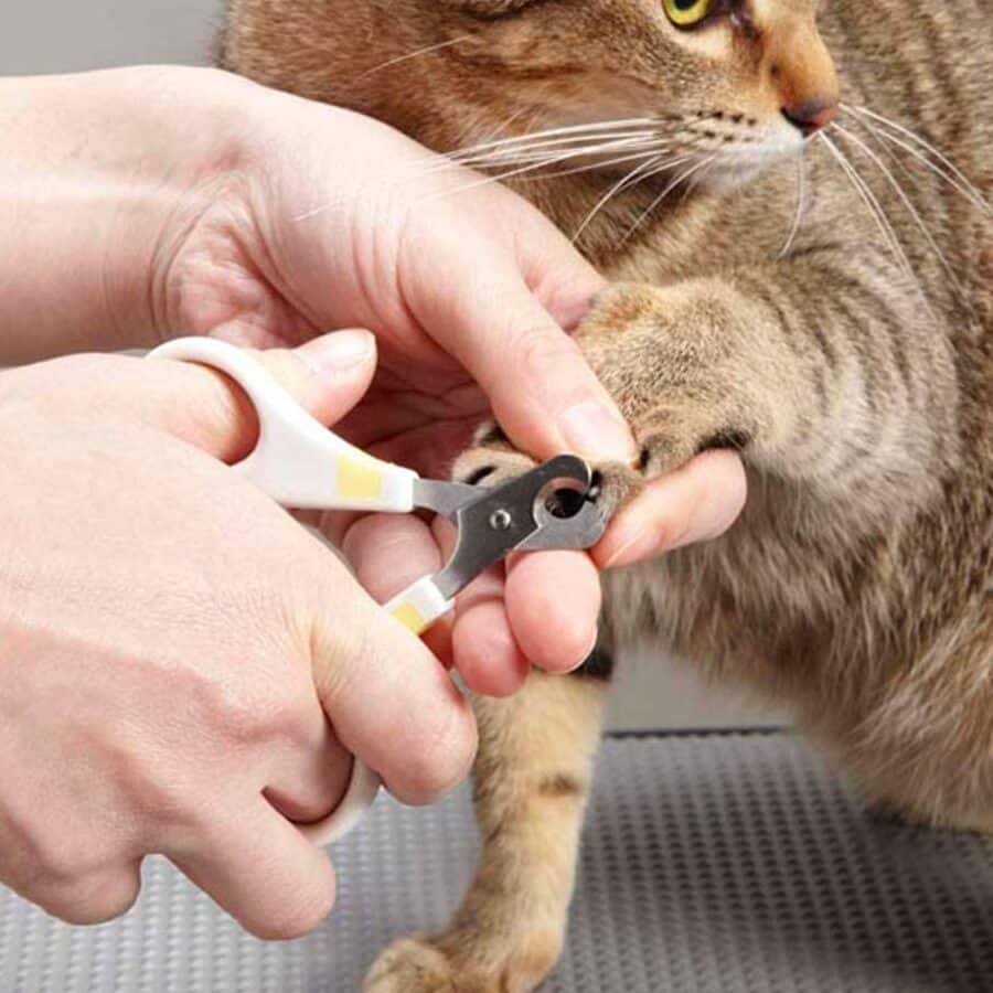 猫の爪やすり!選び方と使い方、猫の爪切り 5 e78cabe381aee788aae38284e38199e3828aefbc81e981b8e381b3e696b9e381a8e4bdbfe38184e696b9e38081e78cabe381aee788aae58887e3828a