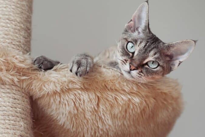 猫の珍しい柄!個性的な猫の毛並みをご紹介 5 e78cabe381aee78f8de38197e38184e69f84efbc81e5808be680a7e79a84e381aae78cabe381aee6af9be4b8a6e381bfe38292e38194e7b4b9e4bb8b