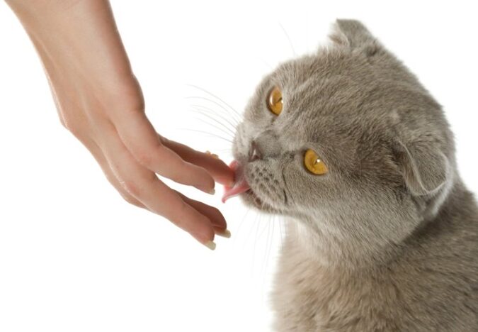 猫の甘えん坊な種類!甘えん坊猫ランキング 5 e78cabe381aee79498e38188e38293e59d8ae381aae7a8aee9a19eefbc81e79498e38188e38293e59d8ae78cabe383a9e383b3e382ade383b3e382b0