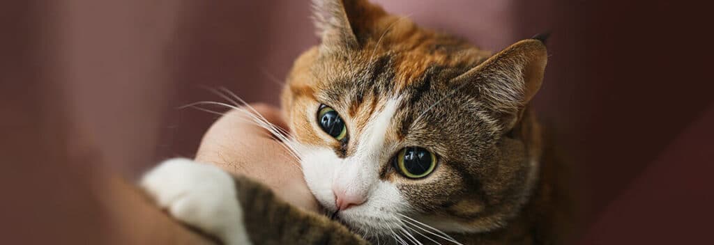 猫の甘噛みとゴロゴロの関係!猫の気持ちを読み取ろう 5 e78cabe381aee79498e5999be381bfe381a8e382b4e383ade382b4e383ade381aee996a2e4bf82efbc81e78cabe381aee6b097e68c81e381a1e38292e8aaade381bf