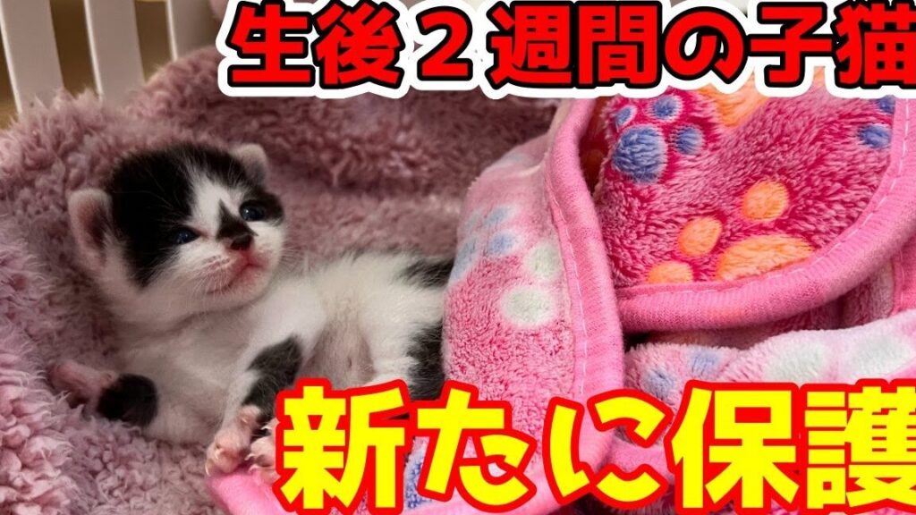 猫の生後2週間!子猫の成長と世話 5 e78cabe381aee7949fe5be8c2e980b1e99693efbc81e5ad90e78cabe381aee68890e995b7e381a8e4b896e8a9b1