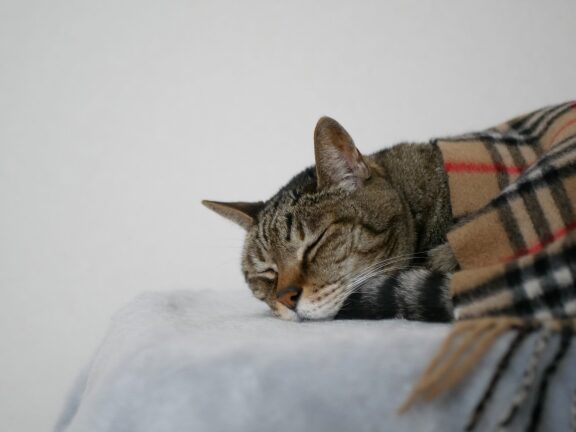 猫の生涯預かり費用!老猫ホームなどの料金相場 5 e78cabe381aee7949fe6b6afe9a090e3818be3828ae8b2bbe794a8efbc81e88081e78cabe3839be383bce383a0e381aae381a9e381aee69699e98791e79bb8e5a0b4