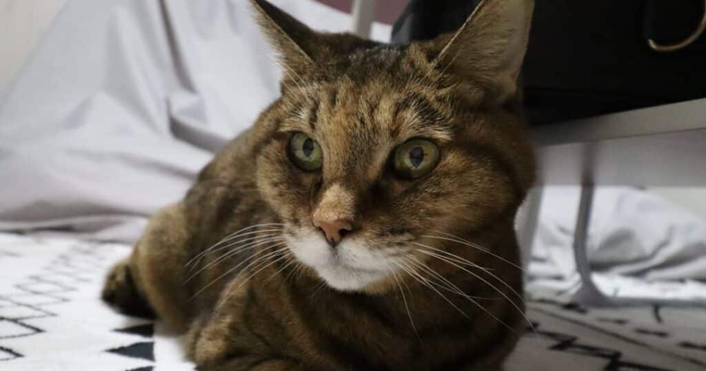 猫の病院ストレスで死んでしまうことはある? 5 e78cabe381aee79785e999a2e382b9e38388e383ace382b9e381a7e6adbbe38293e381a7e38197e381bee38186e38193e381a8e381afe38182e3828befbc9f