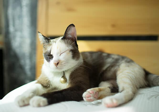 猫の発情期!メスの症状と対策、避妊手術のメリットデメリット 5 e78cabe381aee799bae68385e69c9fefbc81e383a1e382b9e381aee79787e78ab6e381a8e5afbee7ad96e38081e981bfe5a68ae6898be8a193e381aee383a1e383aa