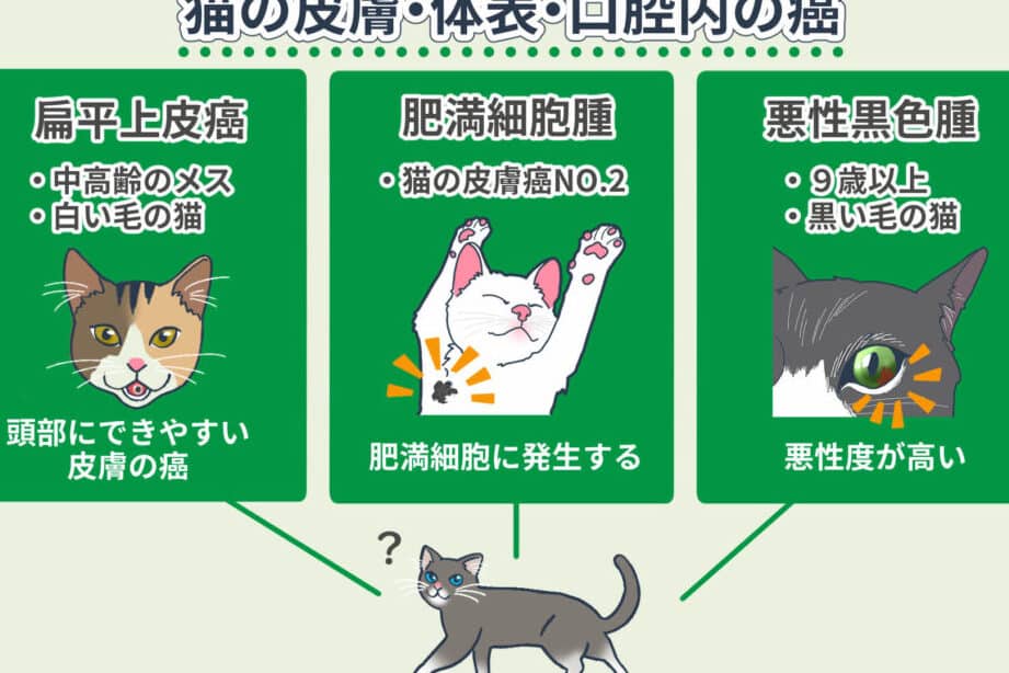 猫の皮膚がん、種類と症状、治療法を解説 5 e78cabe381aee79aaee8869ae3818ce38293e38081e7a8aee9a19ee381a8e79787e78ab6e38081e6b2bbe79982e6b395e38292e8a7a3e8aaac