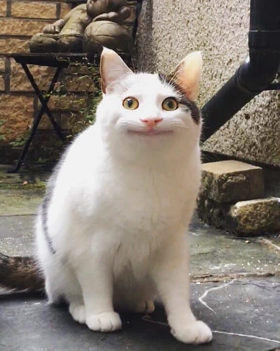 猫の笑顔: 本当に笑っている?表情を読み解く 5 e78cabe381aee7ac91e9a194 e69cace5bd93e381abe7ac91e381a3e381a6e38184e3828befbc9fe8a1a8e68385e38292e8aaade381bfe8a7a3e3818f