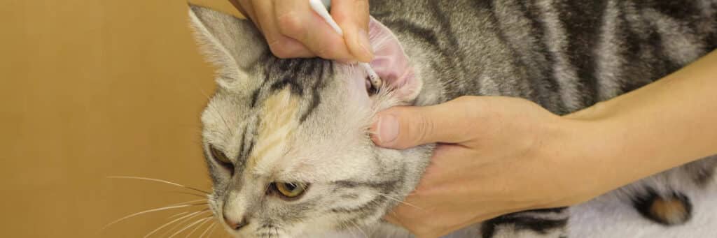 猫の耳掃除:やり方と注意点 5 e78cabe381aee880b3e68e83e999a4efbc9ae38284e3828ae696b9e381a8e6b3a8e6848fe782b9