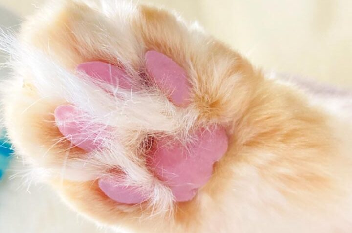 猫の肉球:役割と特徴、お手入れ方法 5 e78cabe381aee88289e79083efbc9ae5bdb9e589b2e381a8e789b9e5beb4e38081e3818ae6898be585a5e3828ce696b9e6b395