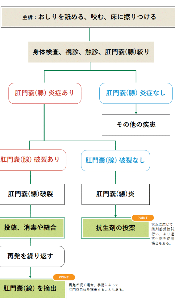 猫の肛門のう炎とは?症状と原因、治療法を解説 2 e78cabe381aee8829be99680e381aee38186e7828ee381a8e381afefbc9fe79787e78ab6e381a8e58e9fe59ba0e38081e6b2bbe79982e6b395e38292e8a7a3e8aaac