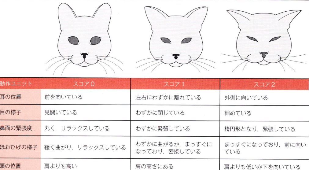 猫の腎不全末期よだれ!原因と対処法 5 e78cabe381aee8858ee4b88de585a8e69cabe69c9fe38288e381a0e3828cefbc81e58e9fe59ba0e381a8e5afbee587a6e6b395